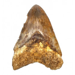 Otodus megalodon (carcharodon megalodon - megaselachus) indonésie 13 cm