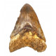 Otodus megalodon (carcharodon megalodon - megaselachus) indonésie 13 cm