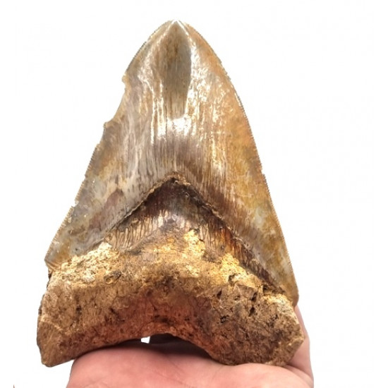 Otodus megalodon (carcharodon megalodon - megaselachus) indonésie 13 cm
