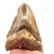 Otodus megalodon (carcharodon megalodon - megaselachus) indonésie 13 cm