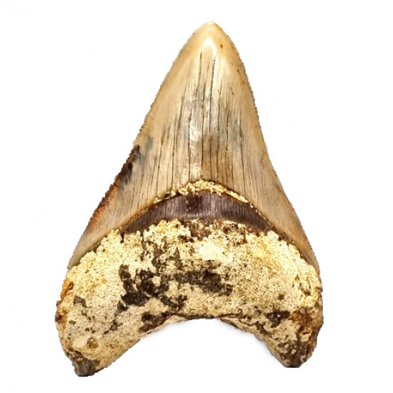Otodus megalodon (carcharodon megalodon - megaselachus) indonésie 12 cm