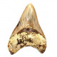 Otodus megalodon (carcharodon megalodon - megaselachus) indonésie 12 cm