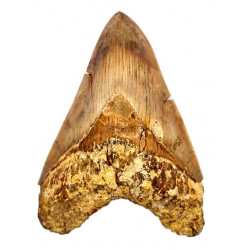 Otodus megalodon (carcharodon megalodon - megaselachus) indonésie 14,3 cm