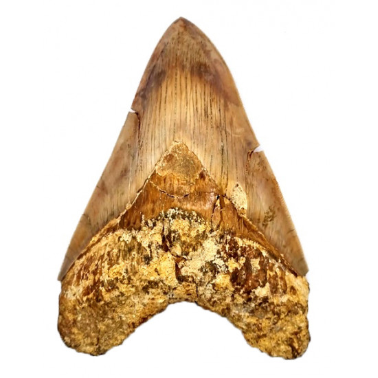 Otodus megalodon (carcharodon megalodon - megaselachus) indonésie 14,3 cm