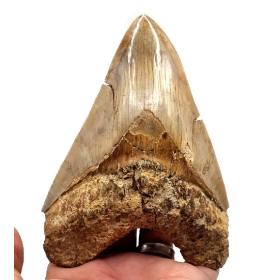 Otodus megalodon (carcharodon megalodon - megaselachus) indonésie 14,3 cm