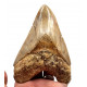 Otodus megalodon (carcharodon megalodon - megaselachus) indonésie 14,3 cm