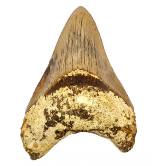 Otodus megalodon (carcharodon megalodon - megaselachus) indonésie 12 cm