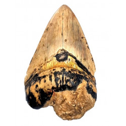 Otodus megalodon (carcharodon megalodon - megaselachus) indonésie 12,7 cm