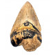 Otodus megalodon (carcharodon megalodon - megaselachus) indonesia 12.7 cm