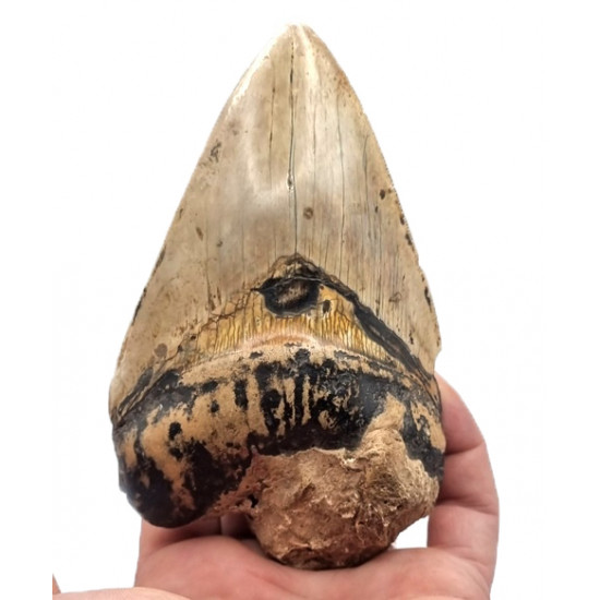 Otodus megalodon (carcharodon megalodon - megaselachus) indonesia 12.7 cm