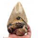 Otodus megalodon (carcharodon megalodon - megaselachus) indonesia 12.7 cm