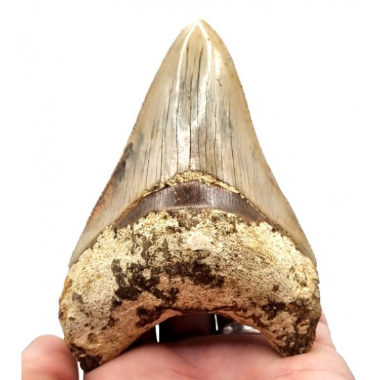 Otodus megalodon (carcharodon megalodon - megaselachus) indonésie 12 cm