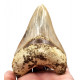 Otodus megalodon (carcharodon megalodon - megaselachus) indonésie 12 cm