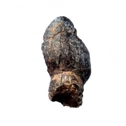 jobaria tiguidensis 