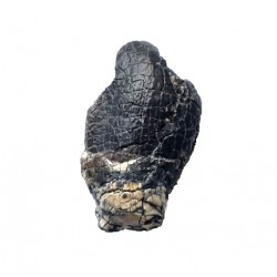 jobaria tiguidensis