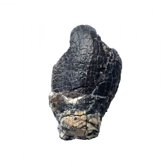 jobaria tiguidensis