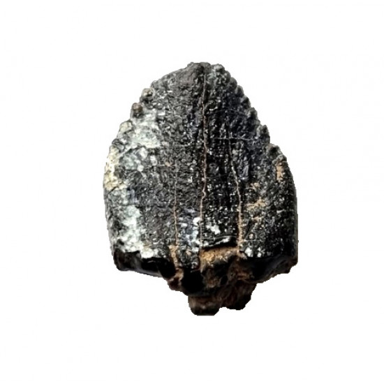 spinophorosaurus nigerensis