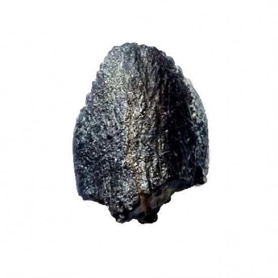 spinophorosaurus nigerensis