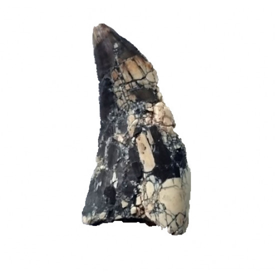 spinostropheus gautieri 