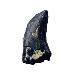 spinostropheus gautieri 