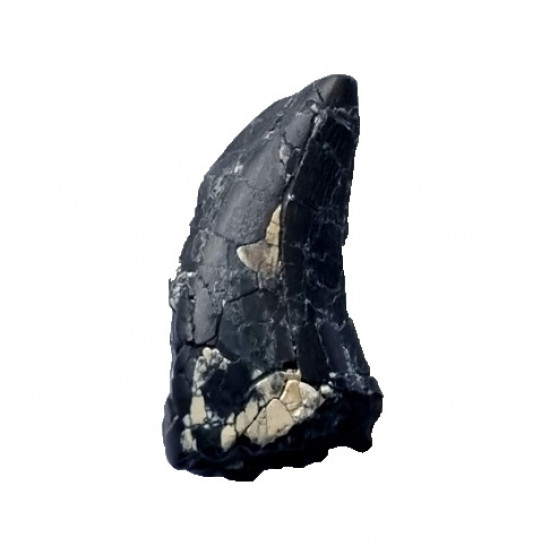 spinostropheus gautieri 