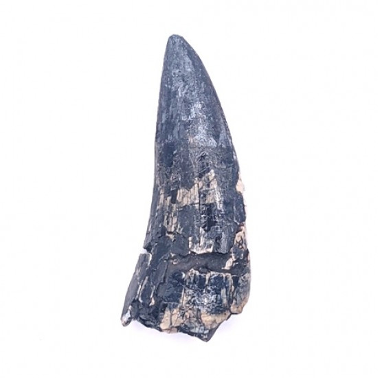 afrovenator abakensis