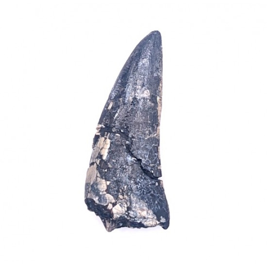 afrovenator abakensis