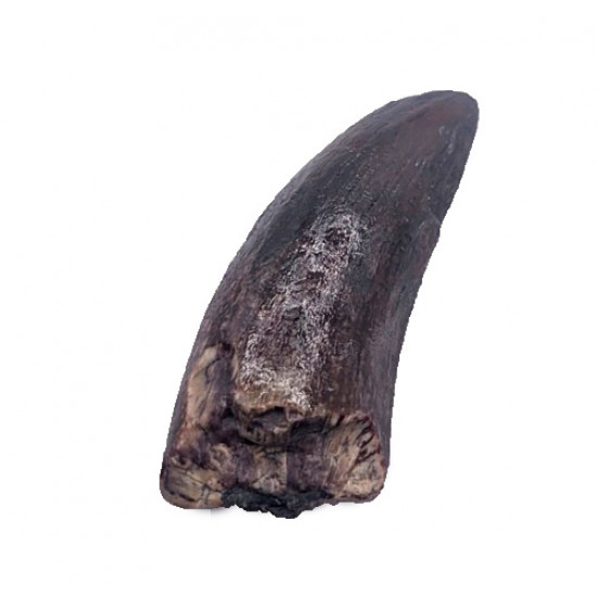 spinostropheus gautieri