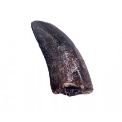 spinostropheus gautieri