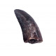 spinostropheus gautieri