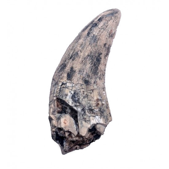 spinostropheus gautieri