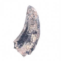spinostropheus gautieri