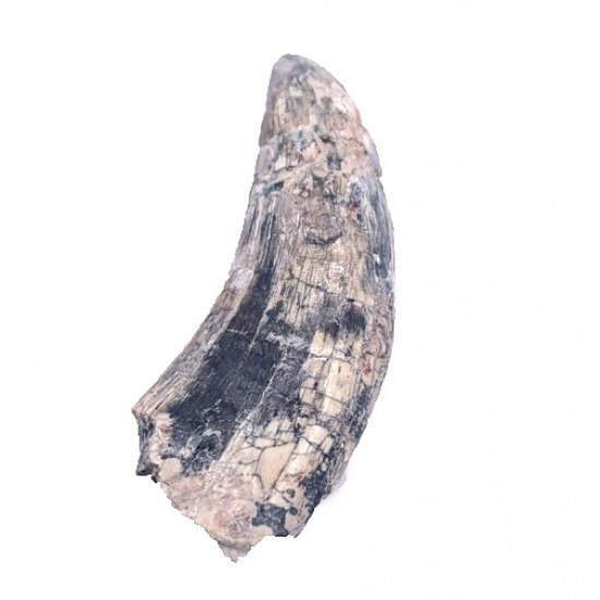 spinostropheus gautieri