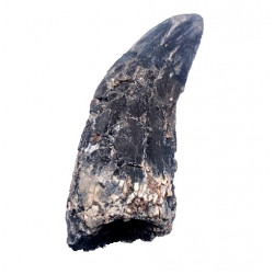 spinostropheus gautieri