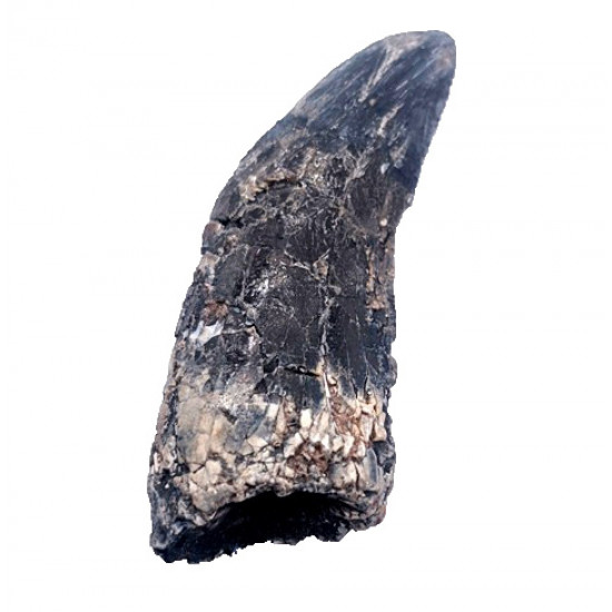 spinostropheus gautieri
