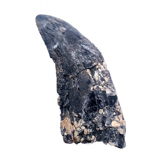 spinostropheus gautieri