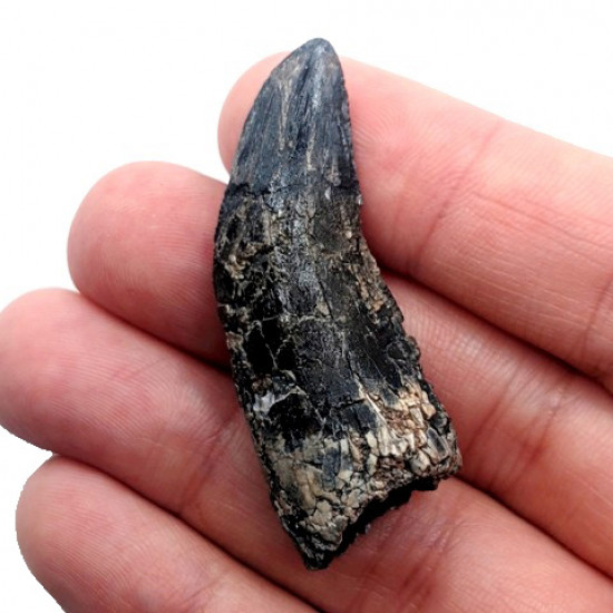 spinostropheus gautieri