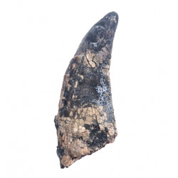 spinostropheus gautieri