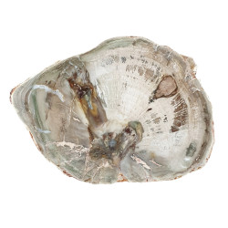 petrified wood from madagascar 