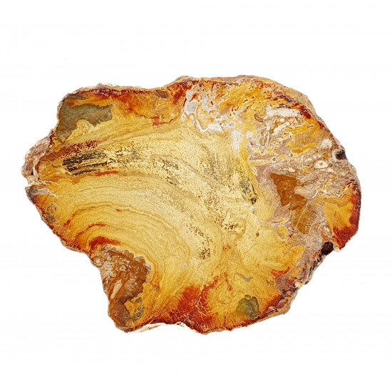 petrified wood from madagascar 