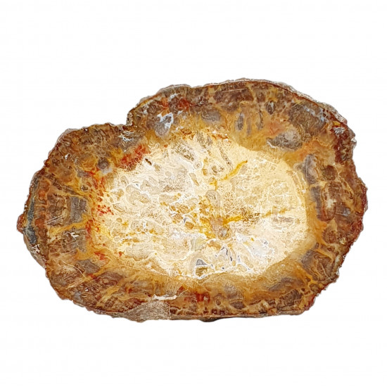petrified wood from madagascar 