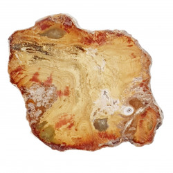 petrified wood from madagascar 