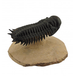 Crotalocephalus gibbus