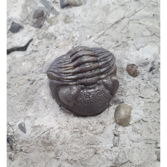 eldredgeops rana plaque multiple