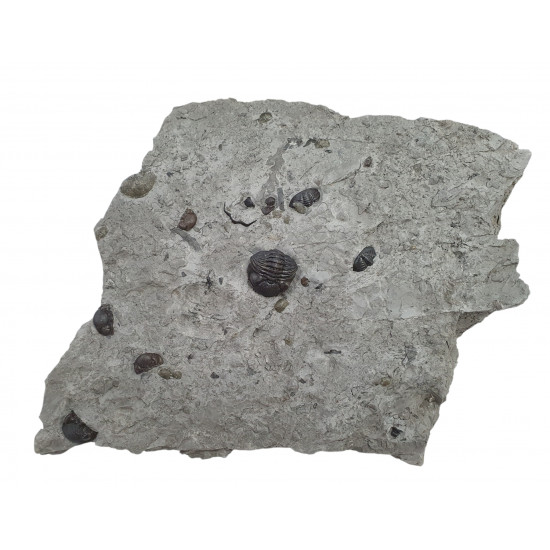 eldredgeops rana plaque multiple