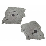 eldredgeops rana multiple plate