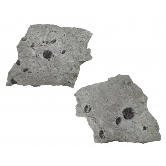 eldredgeops rana plaque multiple