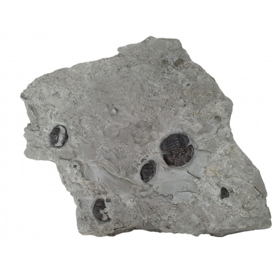 eldredgeops rana plaque multiple