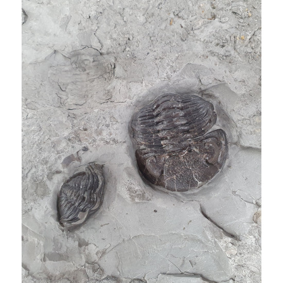 eldredgeops rana plaque multiple