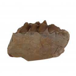 Leptomeryx evansi (jaw)